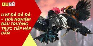Live đá gà đá