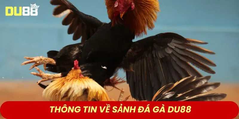 Thông tin về sảnh đá gà DU88